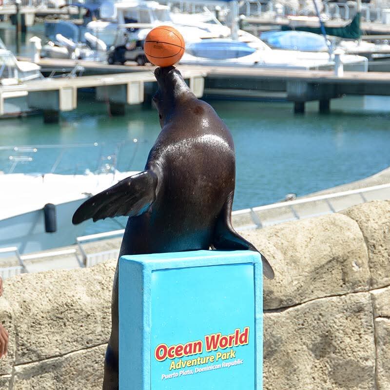 Ocean World Adventure Park. — Foto 1
